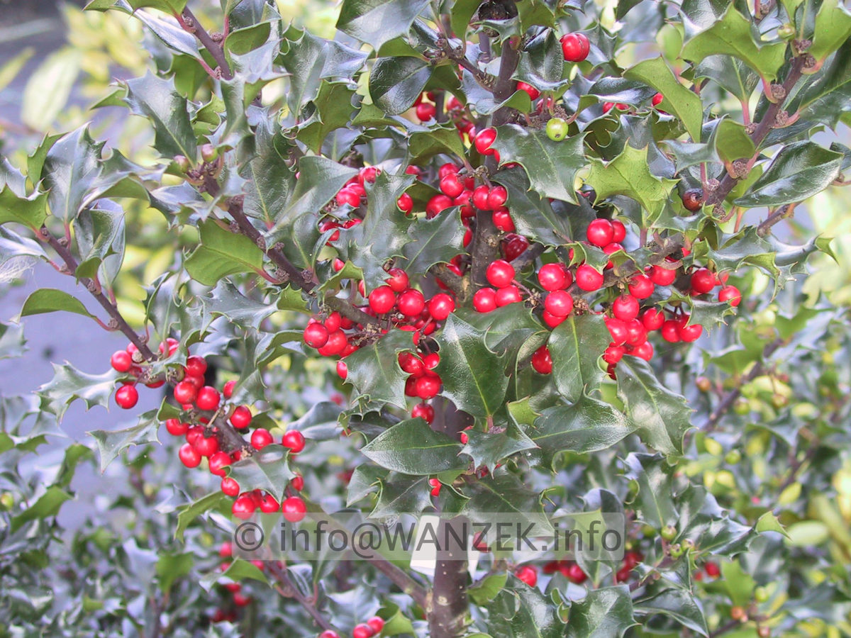 Ilex meserveae Blue Angel 03.JPG